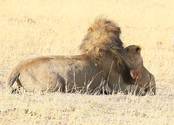 Hwange NP