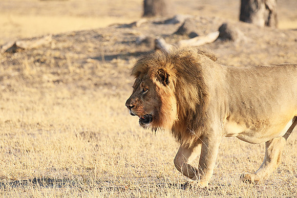 Hwange NP