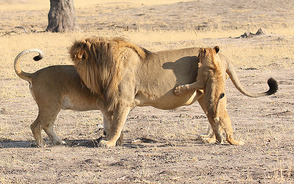 Hwange NP