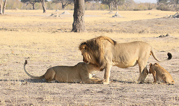 Hwange NP