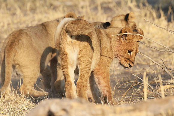 Hwange NP