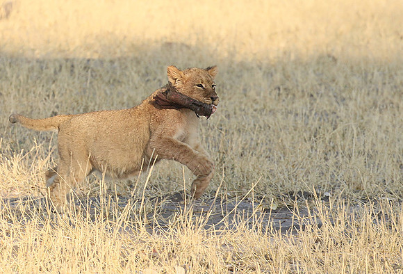 Hwange NP