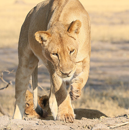 Hwange NP