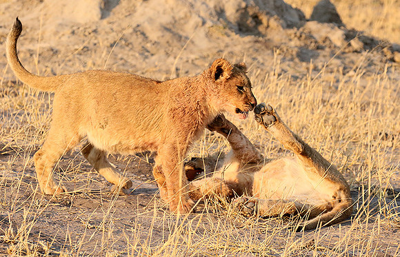 Hwange NP