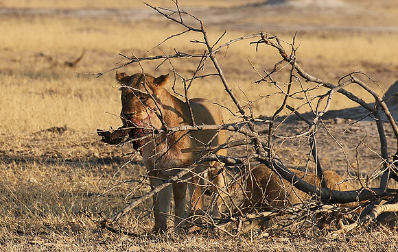 Hwange NP