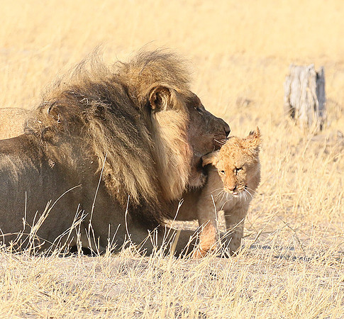 Hwange NP