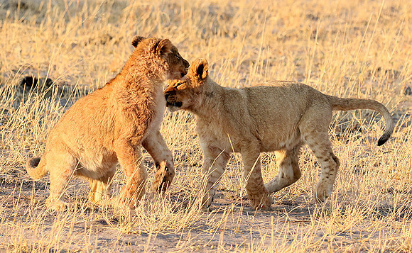 Hwange NP