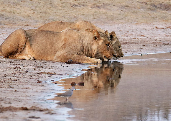 Hwange NP