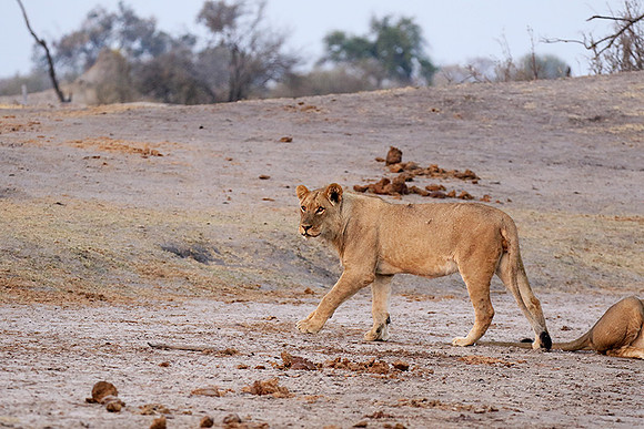 Hwange NP