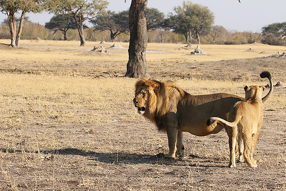 Hwange NP