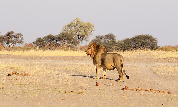 Hwange NP