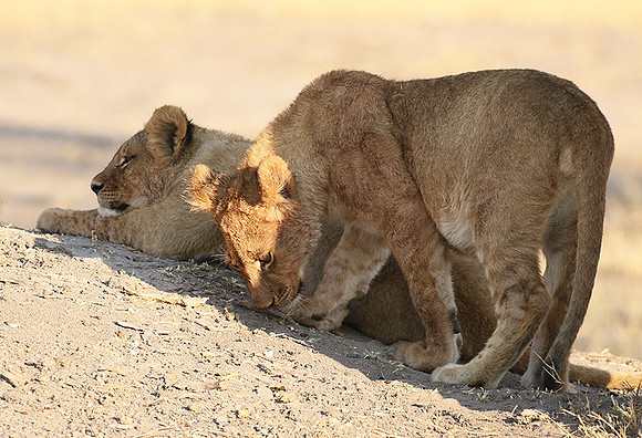 Hwange NP