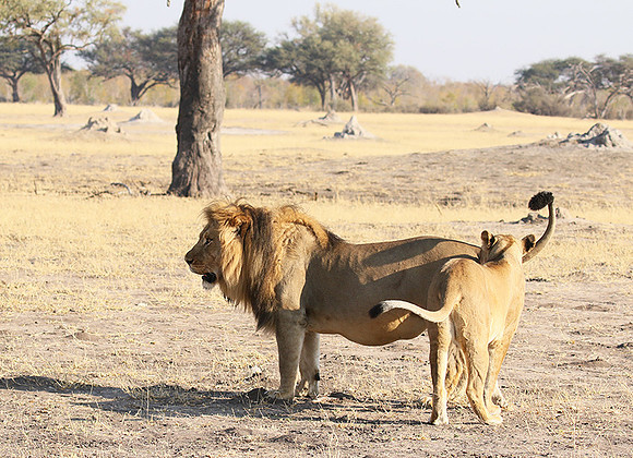 Hwange NP