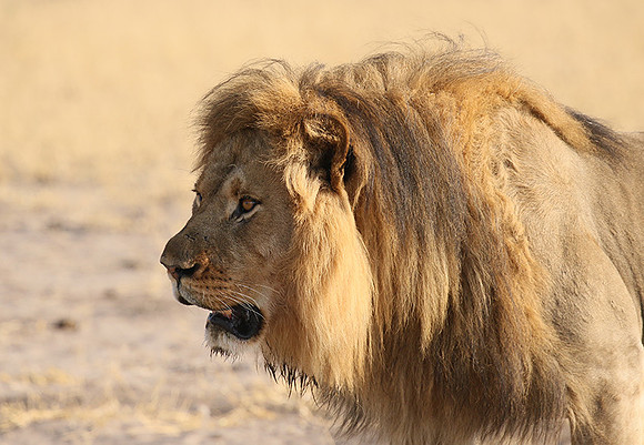 Hwange NP