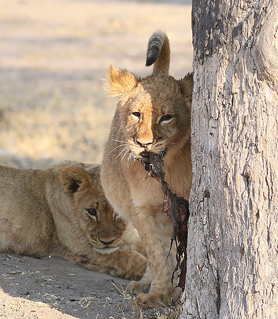 Hwange NP