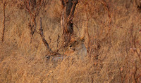 Matetsi private game reserve