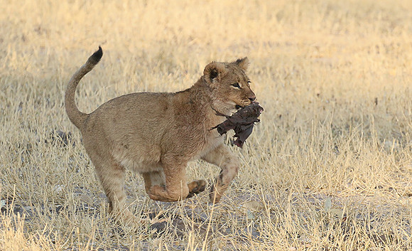 Hwange NP
