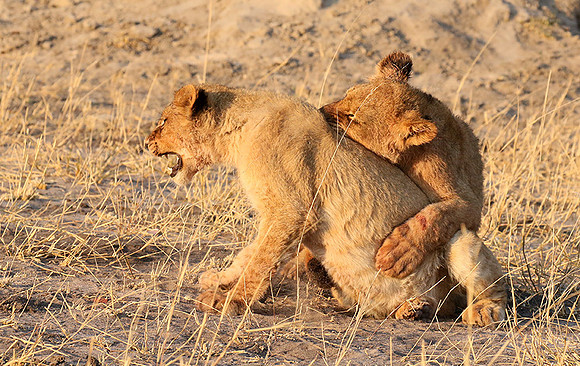 Hwange NP