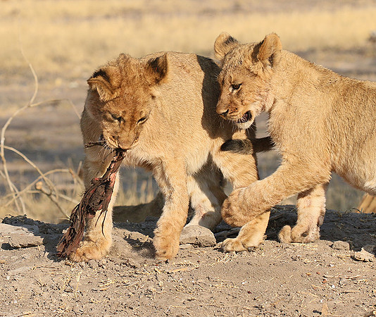 Hwange NP