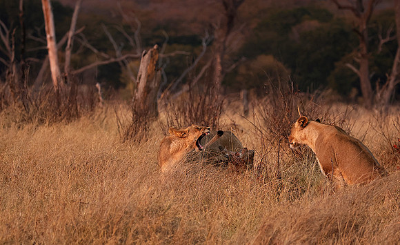 Matetsi private game reserve