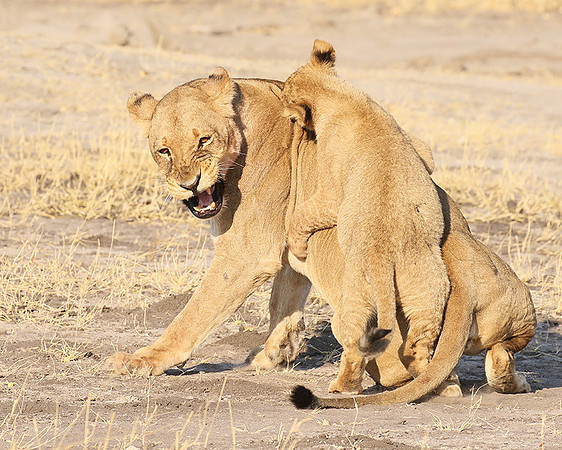 Hwange NP