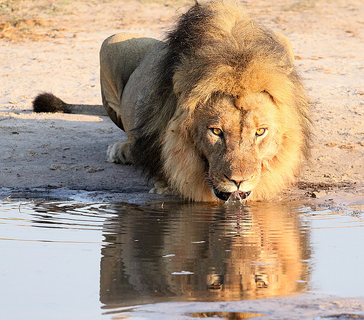 Hwange NP