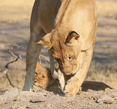 Hwange NP