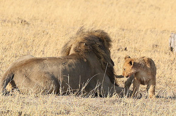Hwange NP