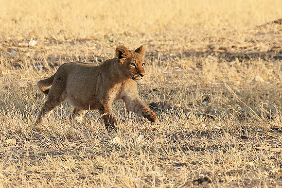 Hwange NP