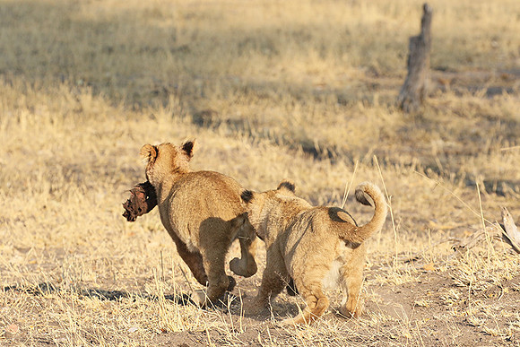 Hwange NP