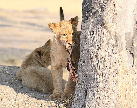 Hwange NP