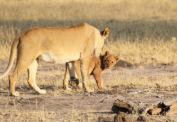 Hwange NP