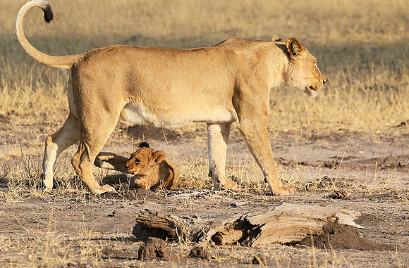 Hwange NP