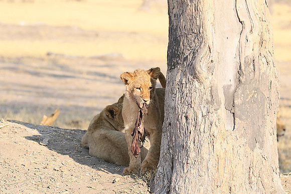Hwange NP