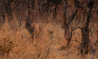 Matetsi private game reserve