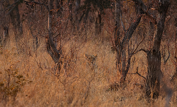 Matetsi private game reserve