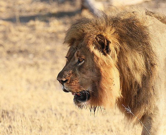 Hwange NP