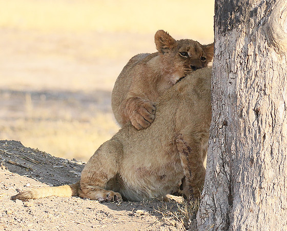 Hwange NP