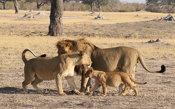 Hwange NP
