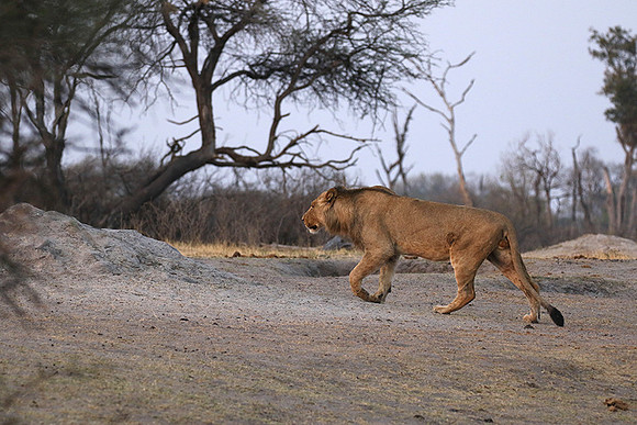 Hwange NP
