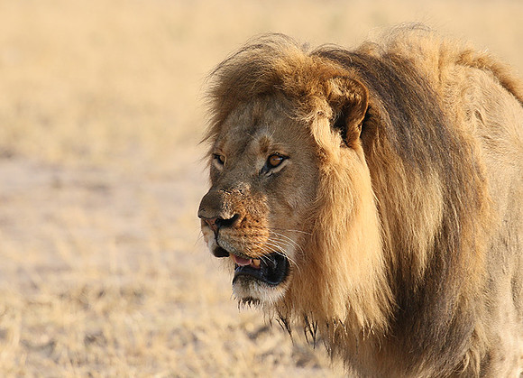 Hwange NP
