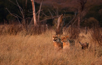 Matetsi private game reserve