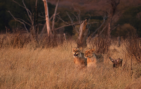Matetsi private game reserve