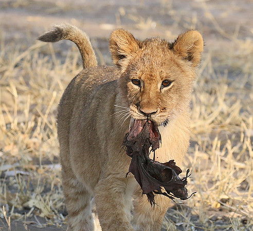 Hwange NP
