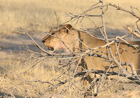 Hwange NP