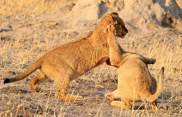 Hwange NP