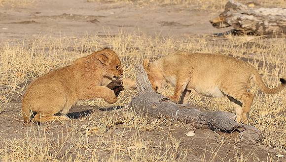 Hwange NP