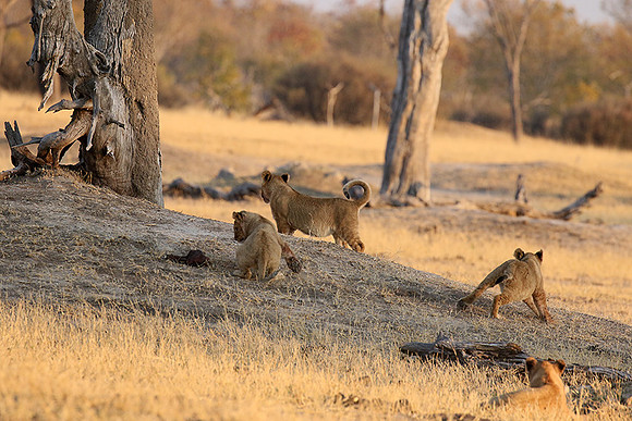 Hwange NP