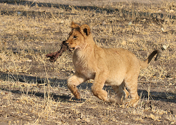 Hwange NP