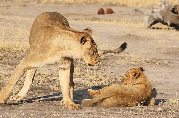 Hwange NP